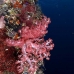 coral_soft_lw_tam_v_0004_bal3582.jpg